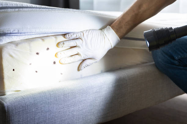 Best Wasp Removal Services  in Lock Haven, PA