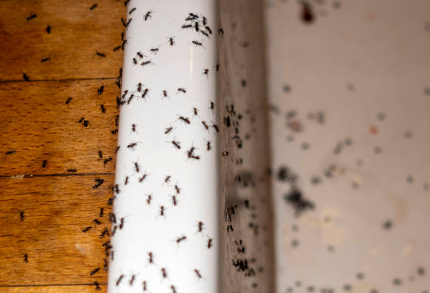 Best Ant Control Services  in Lock Haven, PA