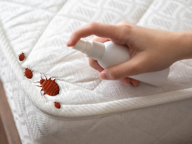 Best Local Pest Control Services  in Lock Haven, PA